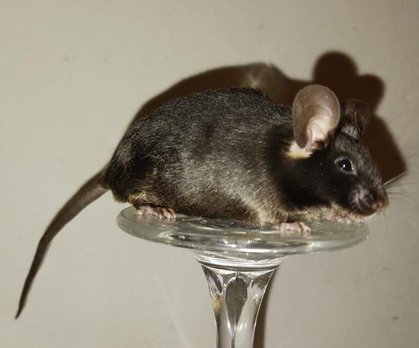 Kesyhiiri uroksia Pori – foto 8