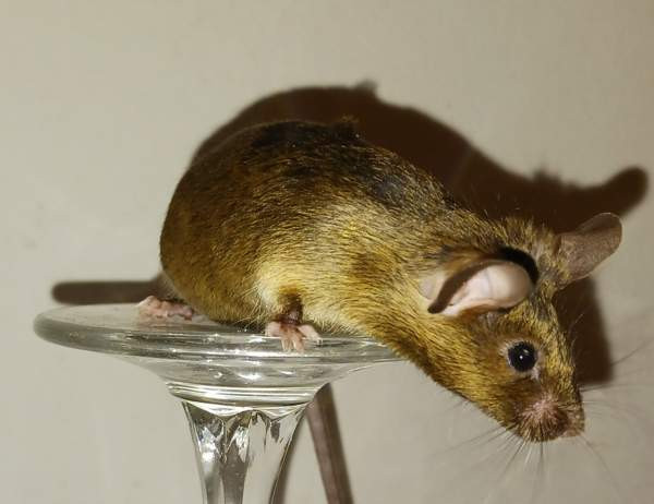 Kesyhiiri uroksia Pori – foto 4