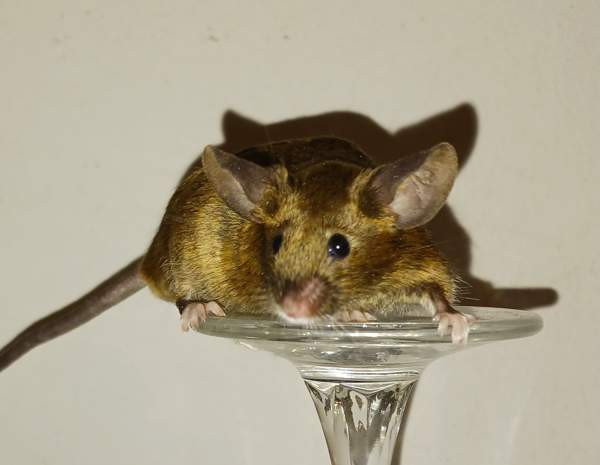 Kesyhiiri uroksia Pori – foto 2