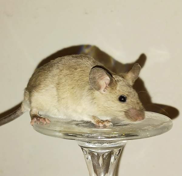 Kesyhiiri uroksia Pori – foto 7