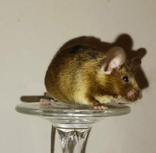 Kesyhiiri uroksia Pori – foto 5