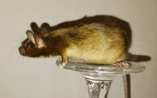 Kesyhiiri uroksia Pori – foto 1