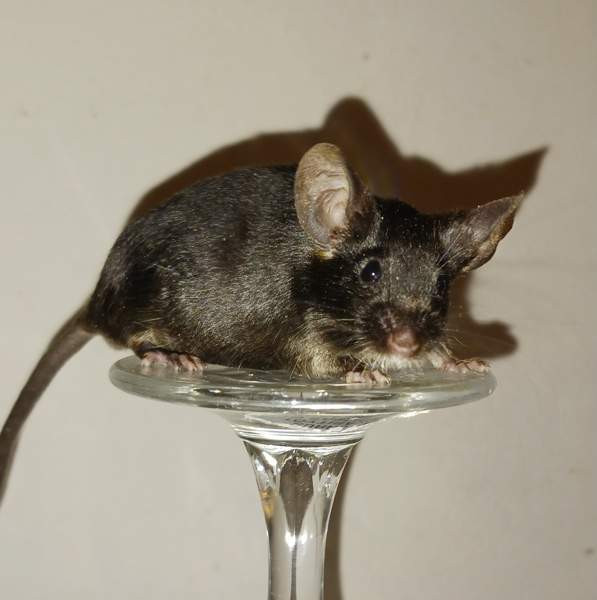 Kesyhiiri uroksia Pori – foto 6