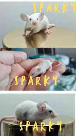 poikahiiret/ Boy mice Espoo