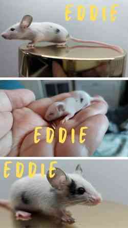 poikahiiret/ Boy mice Espoo