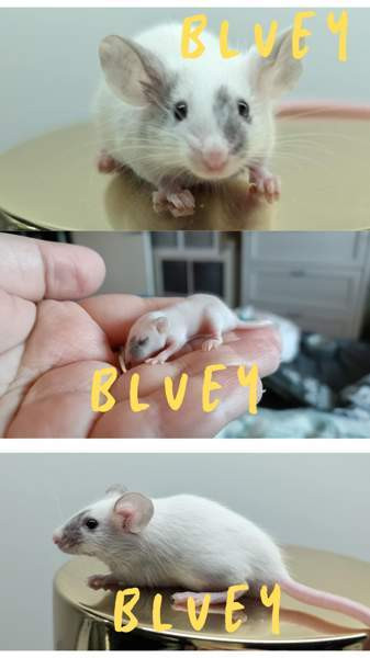 poikahiiret/ Boy mice Espoo - valokuva 2