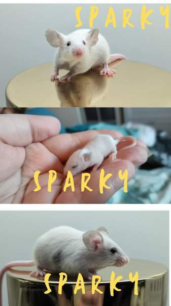 poikahiiret/ Boy mice Espoo - valokuva 1