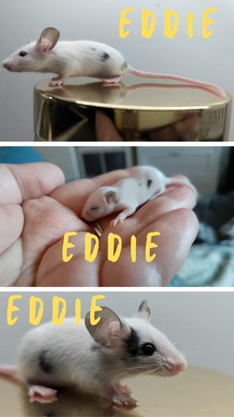 poikahiiret/ Boy mice Espoo - valokuva 4