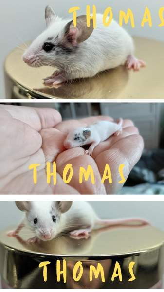 poikahiiret/ Boy mice Espoo - valokuva 3