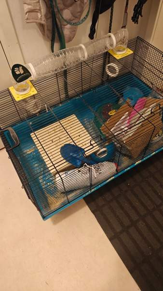 Hamsteri häkki 80 x 50 Sauvo - photo 1