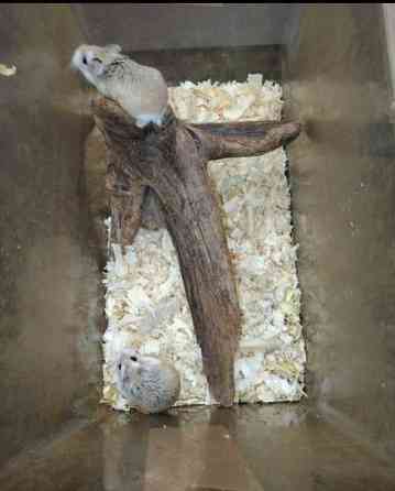 Roborovskinkääpiöhamsterit Tornio