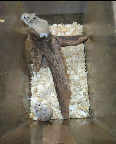 Roborovskinkääpiöhamsterit Tornio – foto 1