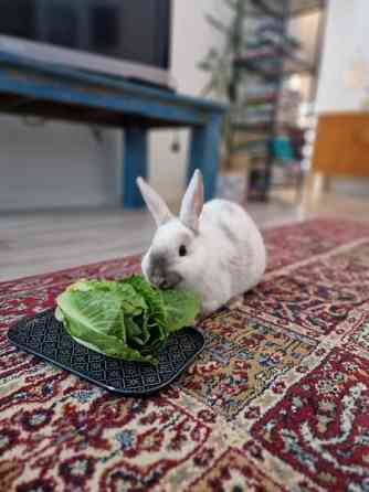 Lemmikki kani Muurame