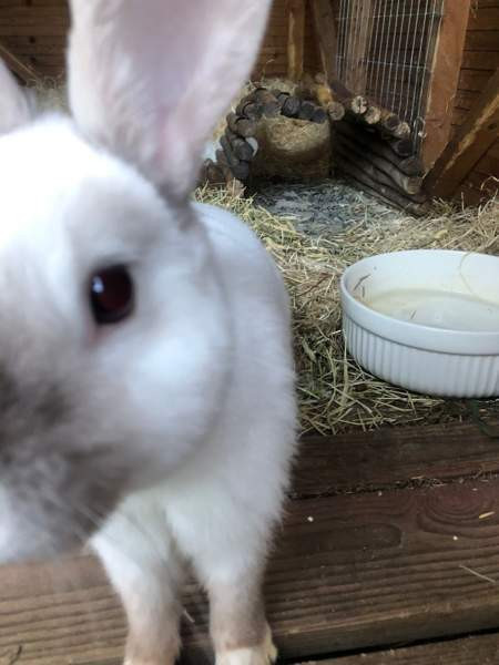 Lemmikki kani Muurame - valokuva 1