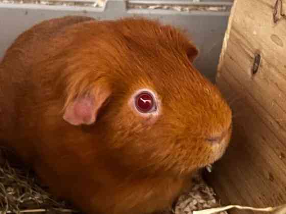 Oranssit marsut ja tarvikkeet Keuruu