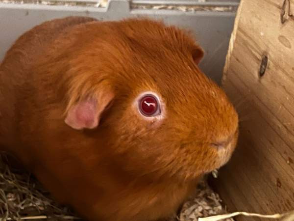 Oranssit marsut ja tarvikkeet Keuruu - изображение 1