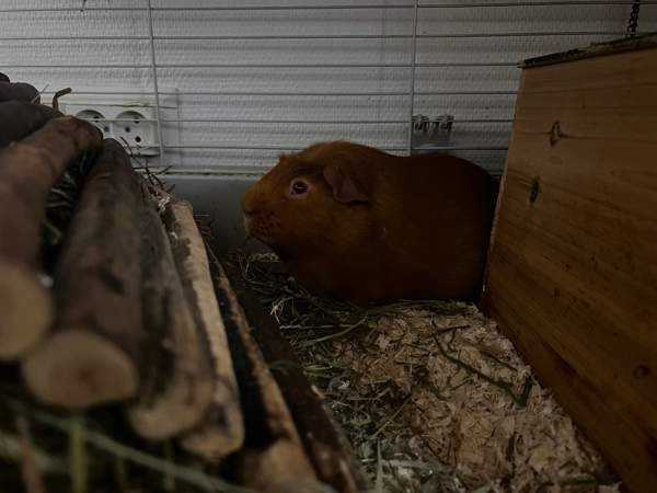 Oranssit marsut ja tarvikkeet Keuruu - изображение 5