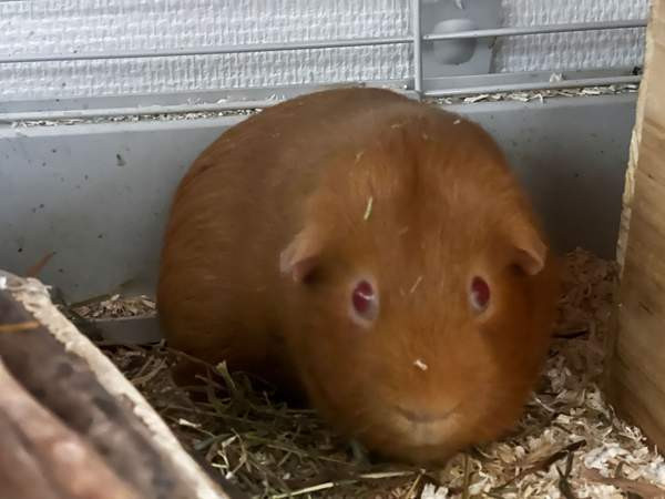 Oranssit marsut ja tarvikkeet Keuruu - изображение 4