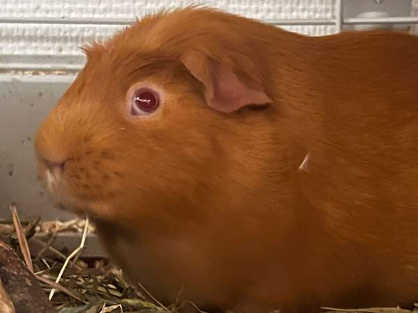 Oranssit marsut ja tarvikkeet Keuruu - изображение 2