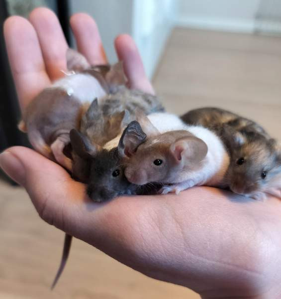 Kesyhiiren poikasia Raahe – foto 2