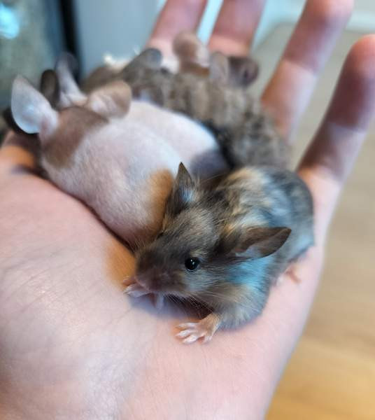 Kesyhiiren poikasia Raahe – foto 3