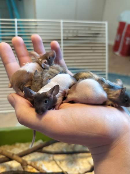 Kesyhiiren poikasia Raahe – foto 1