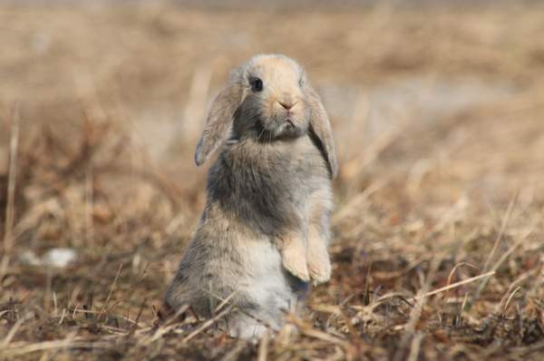 Estekaneja Vöyri - valokuva 1