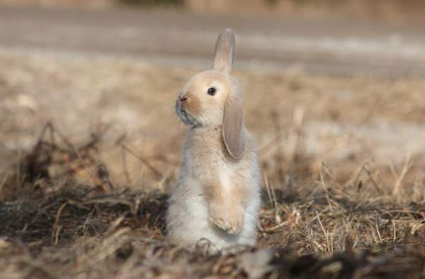 Estekaneja Vöyri - valokuva 3