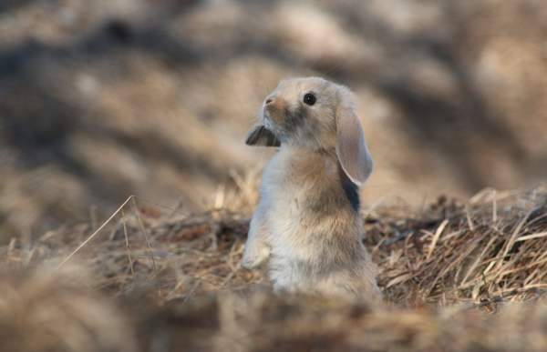 Estekaneja Vöyri - valokuva 4
