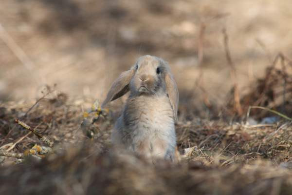 Estekaneja Vöyri - valokuva 5