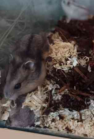 Talvikon poikaset Kajaani