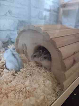 Talvikon poikaset Kajaani