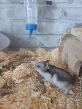 Talvikon poikaset Kajaani