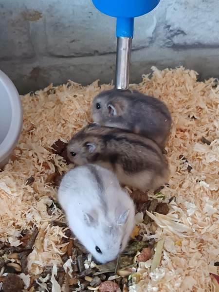 Talvikon poikaset Kajaani – foto 5