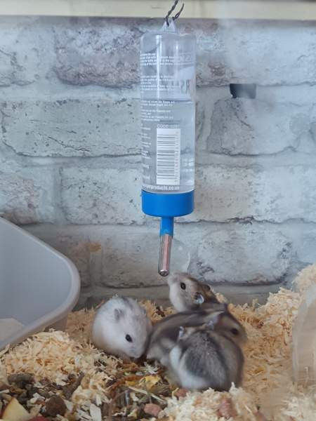 Talvikon poikaset Kajaani – foto 3