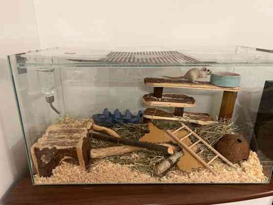 Kaksi gerbiiliä + terraario + tarvikkeita Vantaa