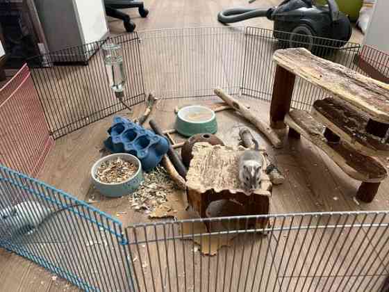 Kaksi gerbiiliä + terraario + tarvikkeita Vantaa