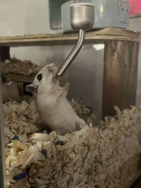 Kaksi gerbiiliä + terraario + tarvikkeita Вантаа - изображение 5