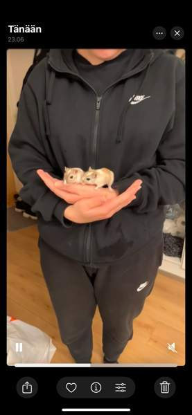 Kaksi gerbiiliä + terraario + tarvikkeita Вантаа - изображение 4