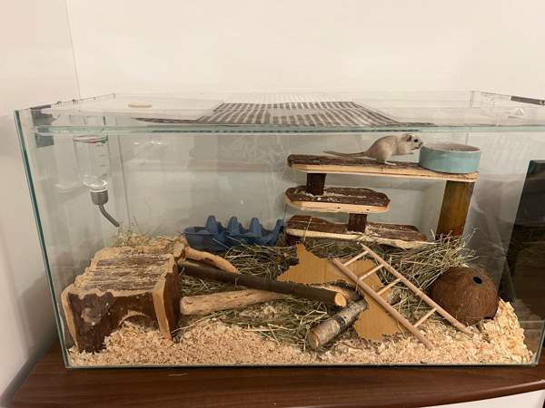 Kaksi gerbiiliä + terraario + tarvikkeita Вантаа - изображение 1