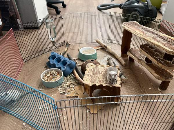 Kaksi gerbiiliä + terraario + tarvikkeita Вантаа - изображение 2