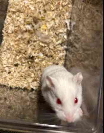 Campbell uros Hämeenlinna