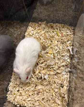 Campbell uros Hämeenlinna