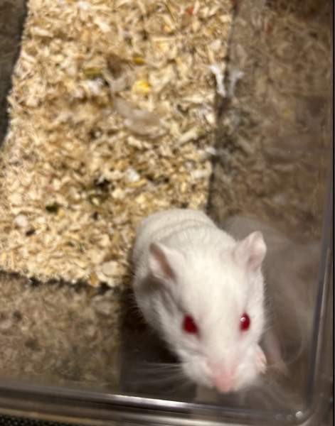 Campbell uros Haemeenlinna – foto 3