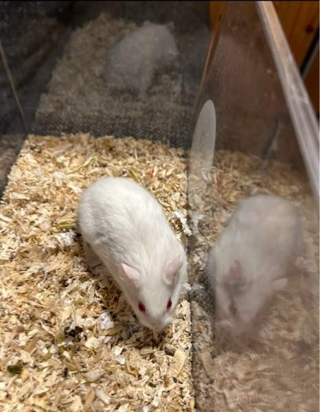 Campbell uros Haemeenlinna – foto 2