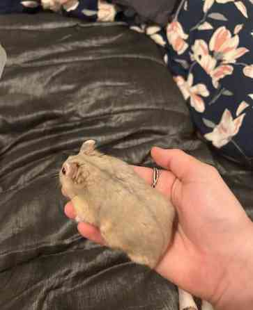 Campbell uros Haemeenlinna