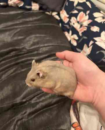 Campbell uros Haemeenlinna