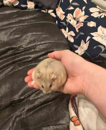 Campbell uros Haemeenlinna