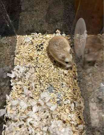 Roborovski naaras Hämeenlinna