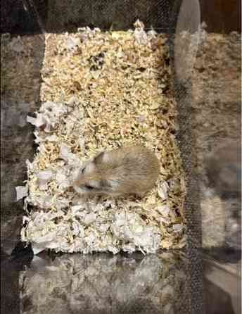 Roborovski naaras Hämeenlinna